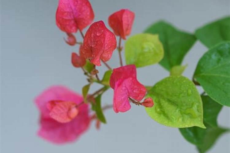 玉米苗后除草剂能和农药一块打吗