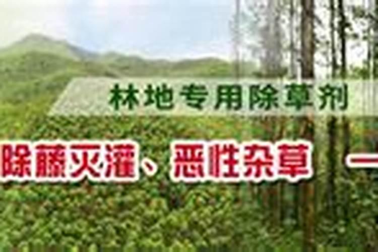 求教尾叶桉叶子枯萎怎么办？急·!!!