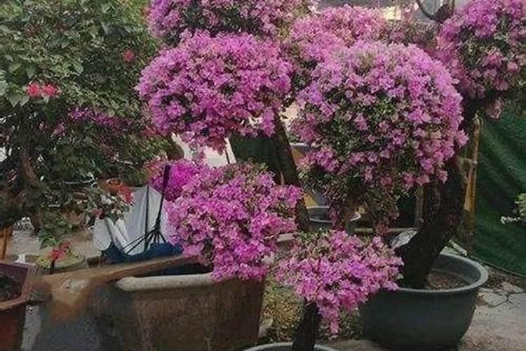 家庭养花自制花肥29种方法,在家自制肥料的方法介绍