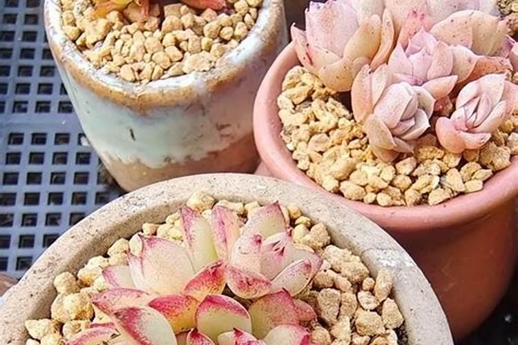 兰花怎么浇水施肥