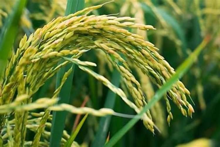 作物使用鱼蛋白肥会有什么效果？