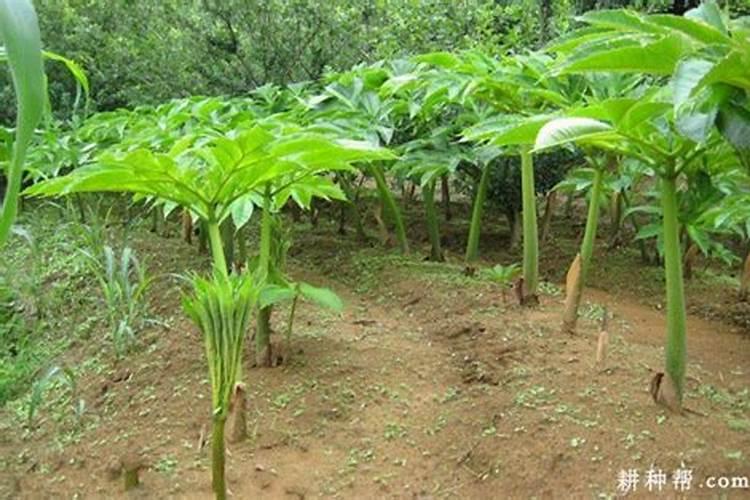 魔芋追肥时可不可以撒 会不会影响魔芋生病