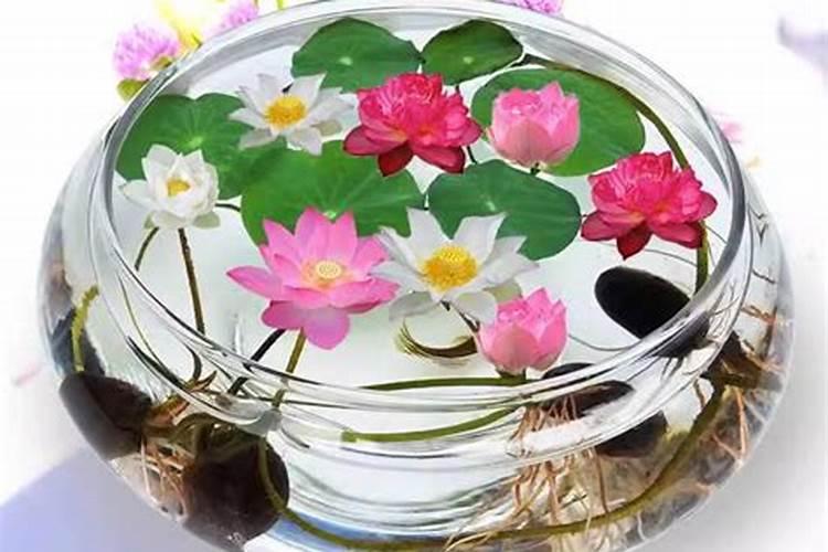 碗莲叶子不展开怎么办