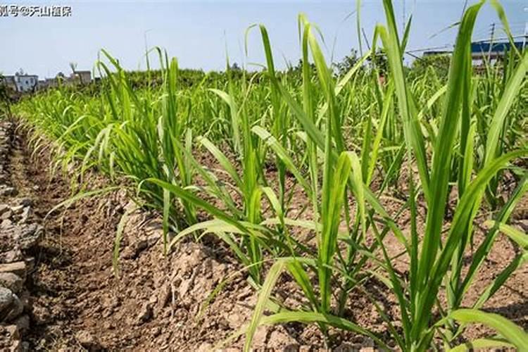 氧化钾是钾肥吗？和氯化钾和硫酸钾有什么区别？