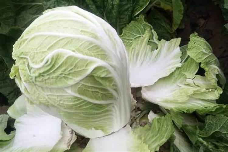 园林养护导致草坪死亡