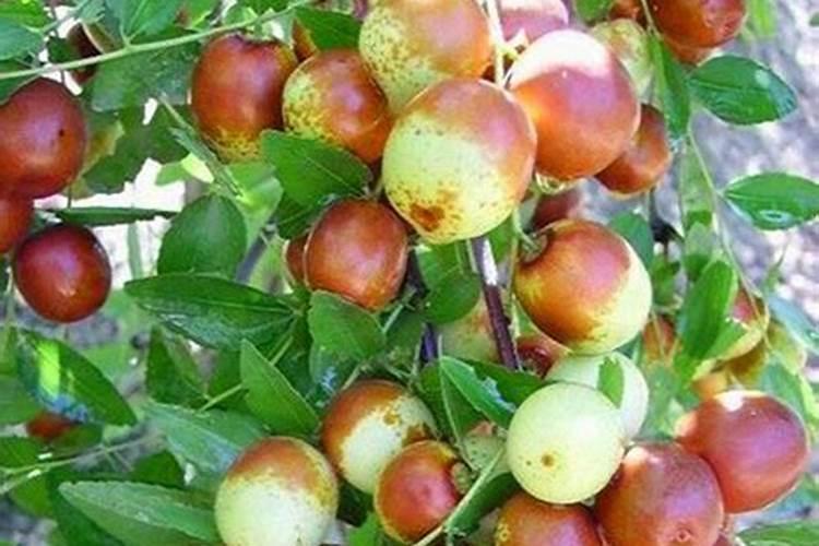 肥料原子吸收用途