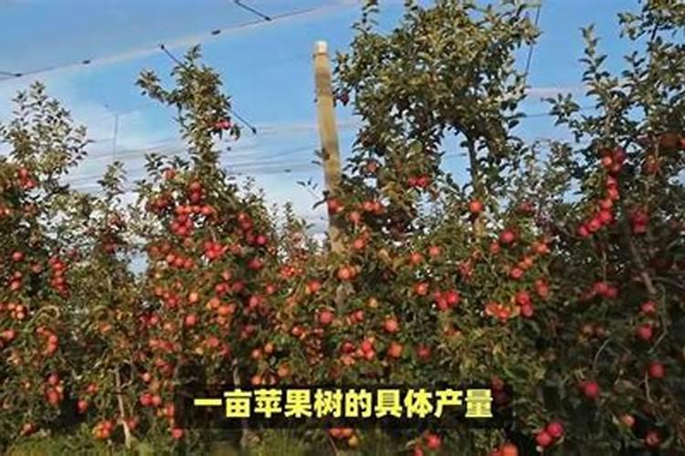 秋季果树施什么肥好