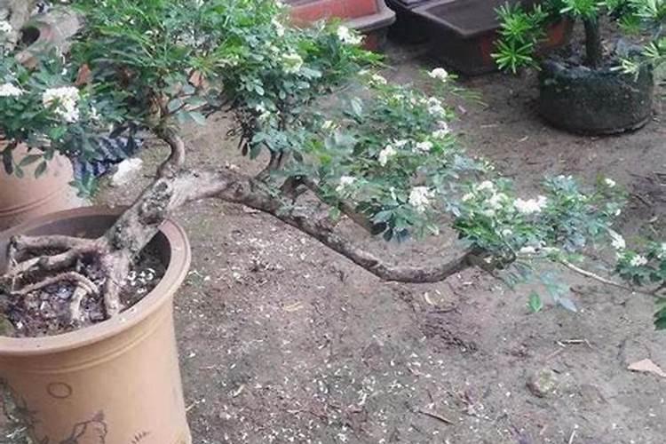 火龙果怎么修剪才开花