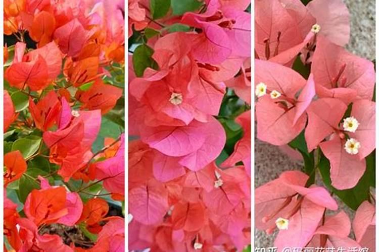 丝瓜开花后发黄脱落有什么措施？