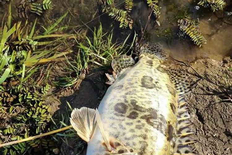 郑氏化工小讲堂:你真的了解芸苔素内酯吗？