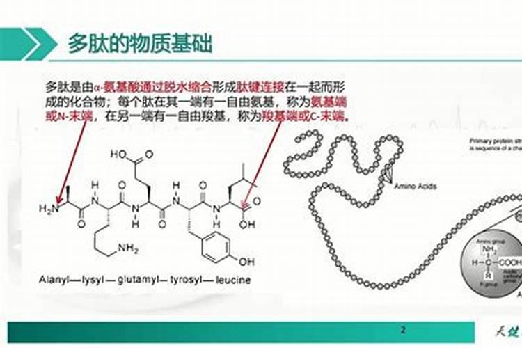 肽能氮有什么作用