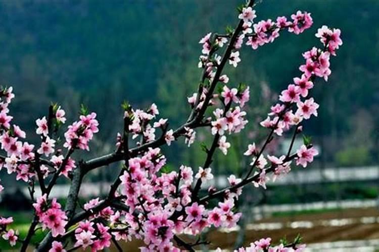 桃树施什么肥最好