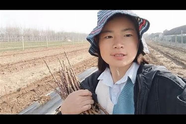 桃树上用什么水溶肥好？