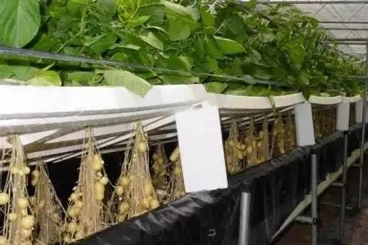 马铃薯地施什么肥最好