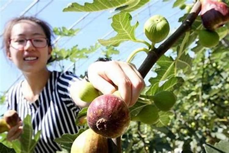 磷酸二氢钾一斤兑多少水合适？