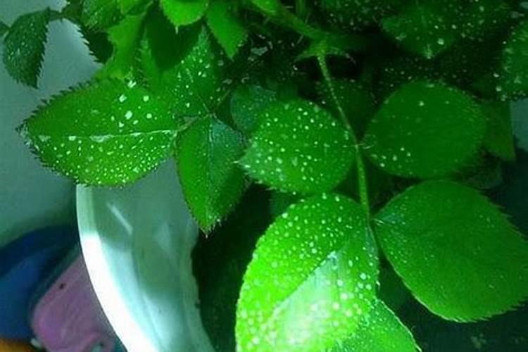 山药用什么办法增粗