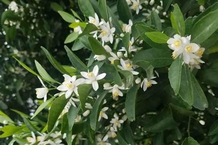 葡萄谢花后施什么肥好