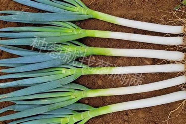 豆角保花保果用什么肥料好？豆角怎么施肥又长又直？