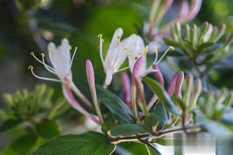 棉花怎么追施钾肥？棉花施用钾肥技术是什么？