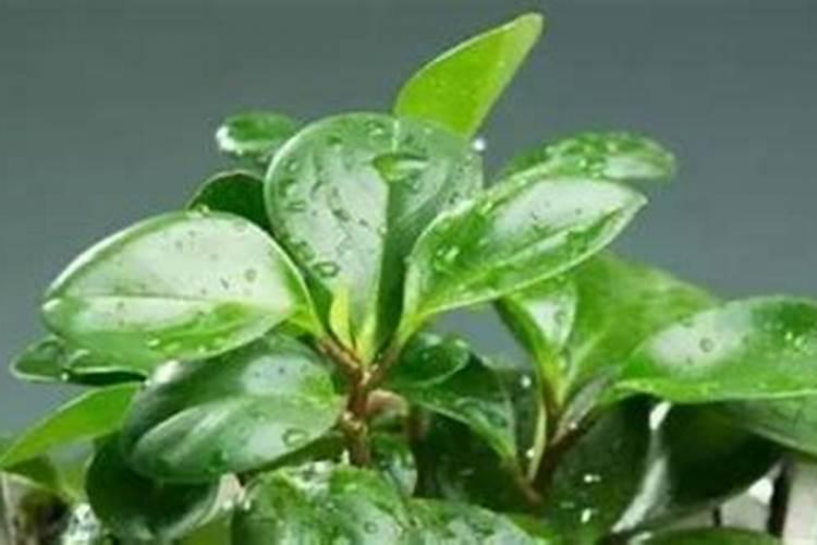 番茄空心果什么原因