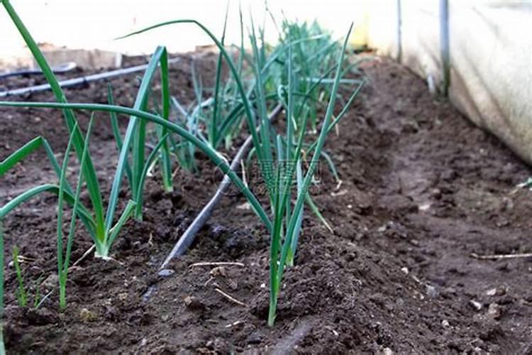 洋葱用什么肥料能使洋葱生长快