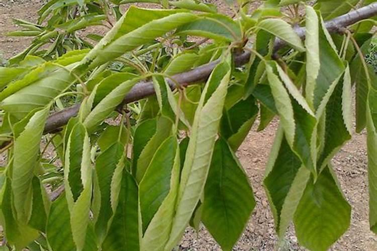 土豆卷叶病打什么药好