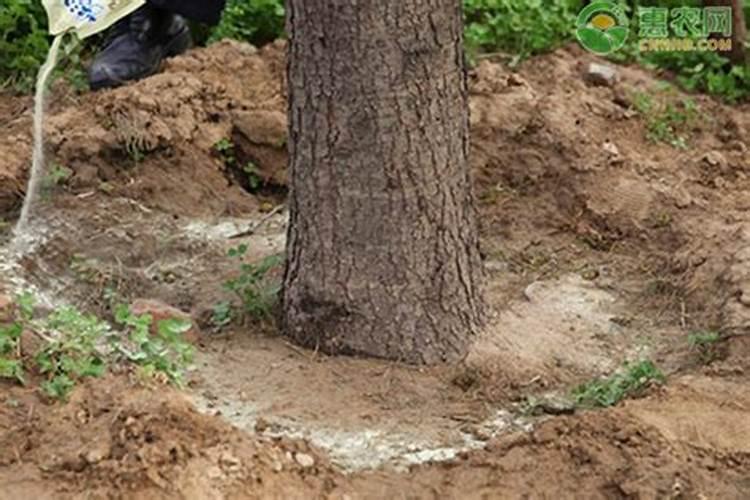 桃树花前花后打药技巧 桃树花前花后打药技巧有哪些