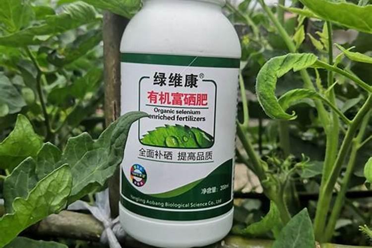 江苏露天种菜时间表