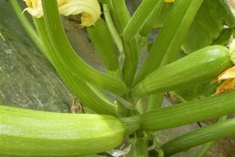 什么时候种西红柿合适？