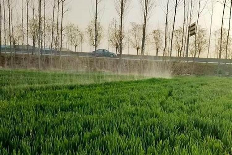 小麦旺长是什么原因？有哪些控旺方法？