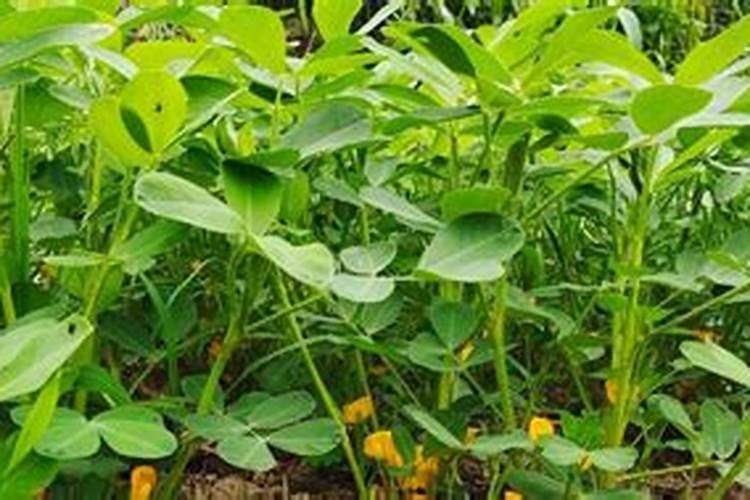 植物缺少氮磷钾分别会出现哪些症状？