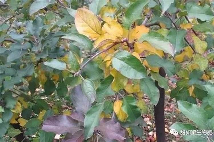 长寿花施什么肥好,长寿花施氮磷钾肥料最好