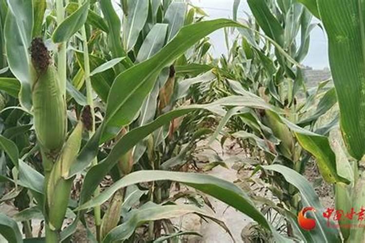 玉米什么时候打叶面肥好 使用方法有哪些