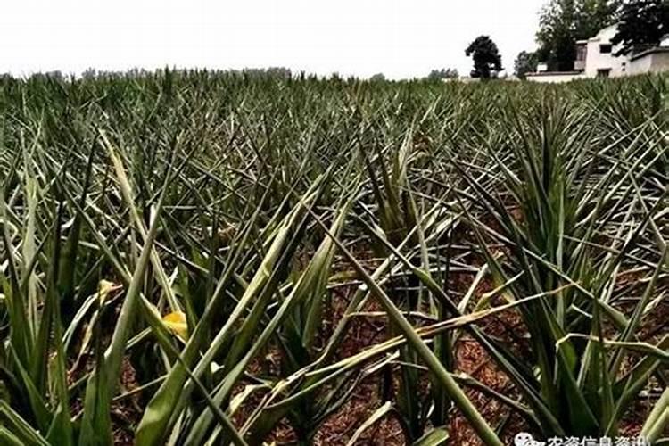 玉米用打叶面肥吗 使用注意事项有哪些