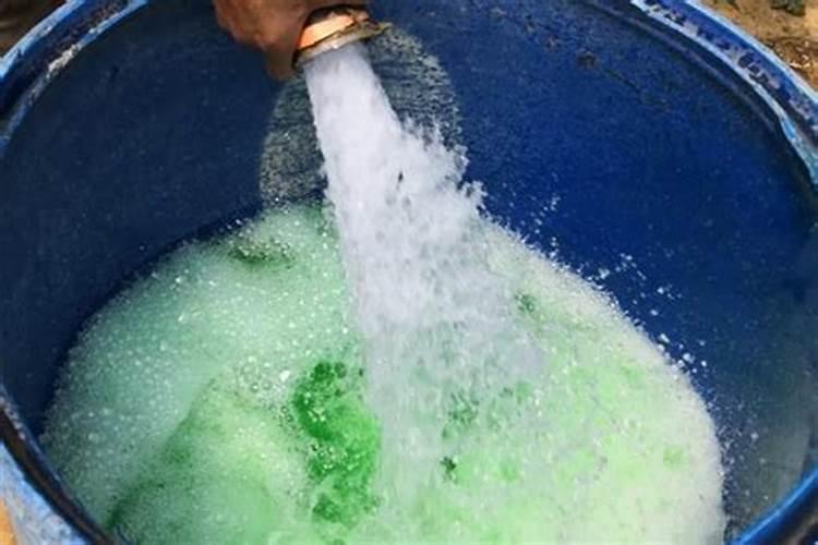 葡萄苗种植基地哪家好