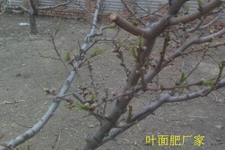 水稻钾肥的正确使用方法