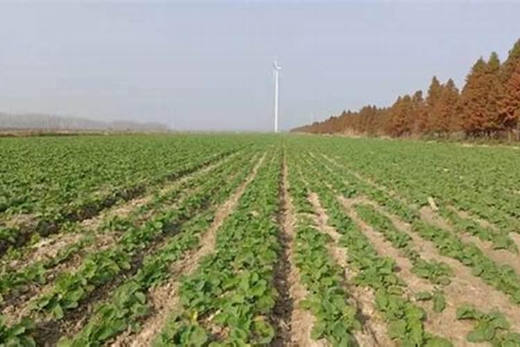 冬季油菜要追肥吗？具体在什么时间追肥呢？