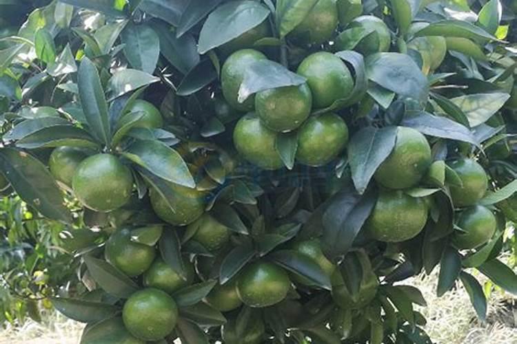 什么是氨基酸水溶肥,它有什么作用和优势？