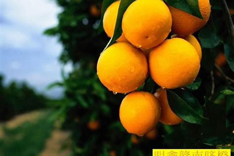 水培植物用什么肥料叶子绿最有效果 水养加什么肥长得快