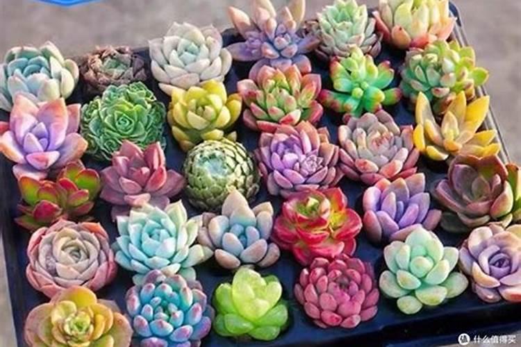 植物什么时候需要施肥？