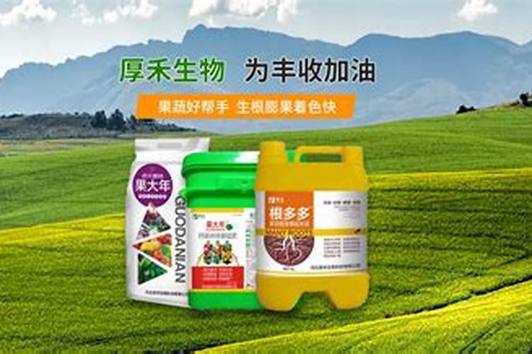 三角梅施肥伤根了怎么办？