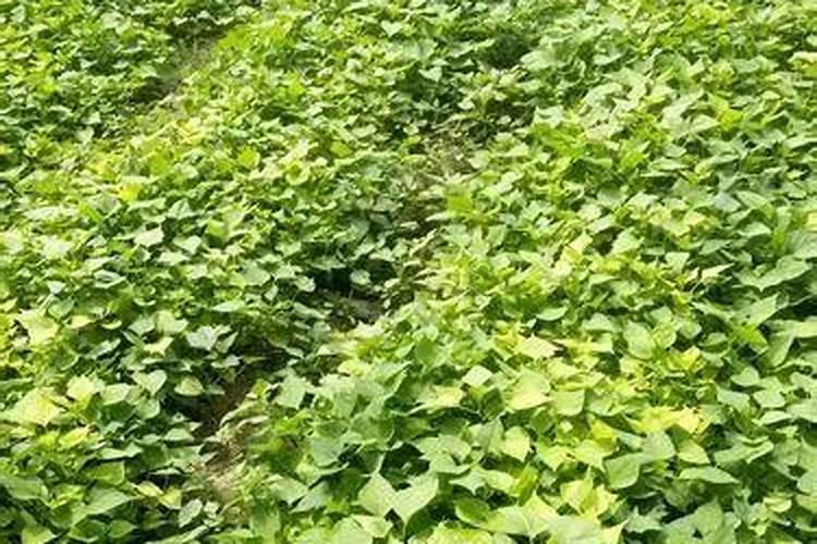 红薯用什么复合肥高产 施肥量是多少