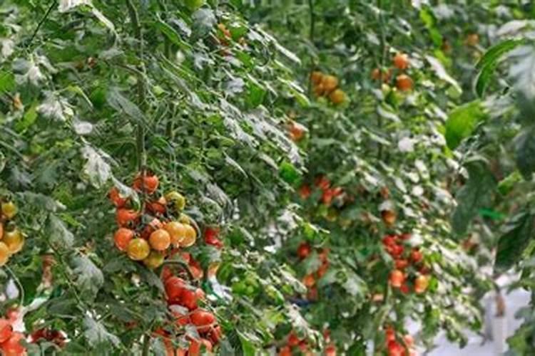 竹节海棠夏季的养殖方法和注意事项