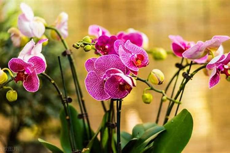 有机肥中的有机质是什么东西