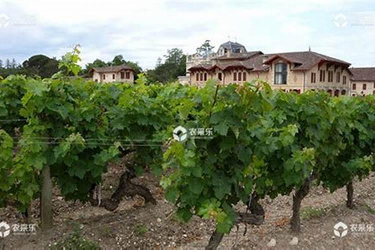 蟹爪兰用鸡蛋追肥可以吗