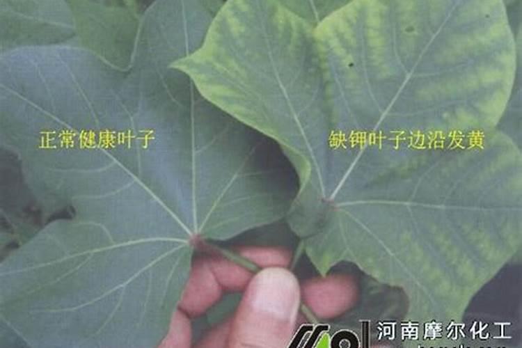 作物缺钾症状有哪些