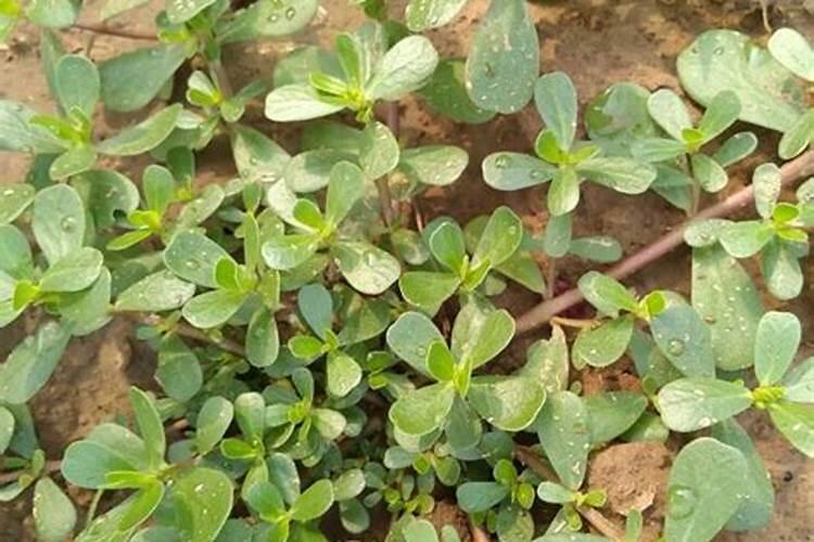 道立锋是个什么药？