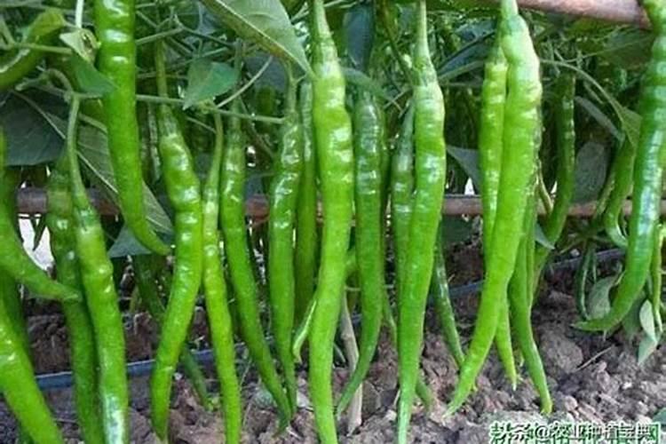 绣球花怎么水培生根