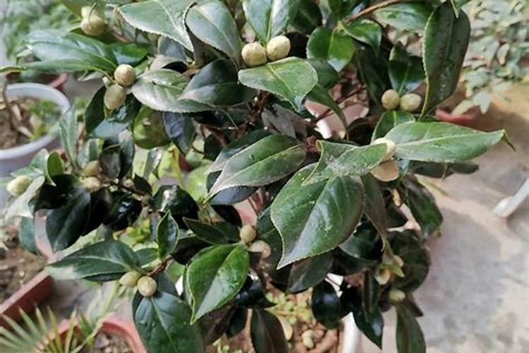 如何管理有利于杏树高产 杏树怎么管理肥水