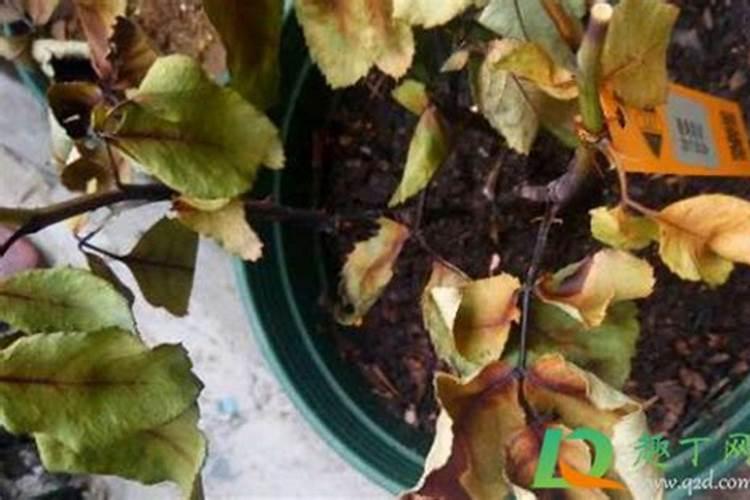 葡萄上怎么用芸苔素